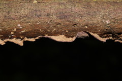 Phlebiopsis amethystea