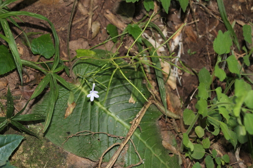 Streptocarpus confusus