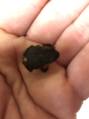 Anaxyrus americanus