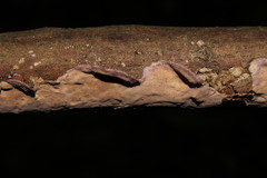 Phlebiopsis amethystea