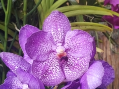 Vanda