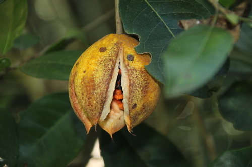 Xylotheca kraussiana, photograph 3