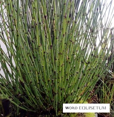 Equisetum variegatum