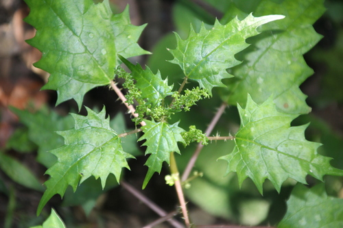 Spotty Nettle (Laportea grossa)