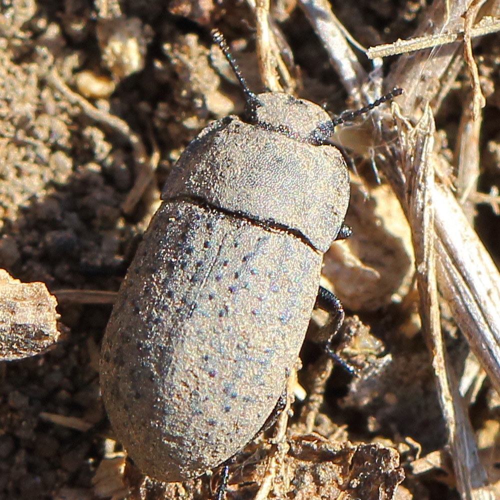 Медляк Песчаный (Opatrum sabulosum)