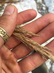 Calamagrostis pseudophragmites
