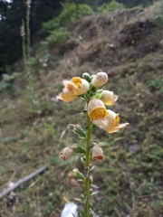 Digitalis ferruginea