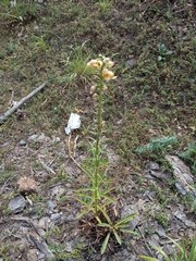 Digitalis ferruginea