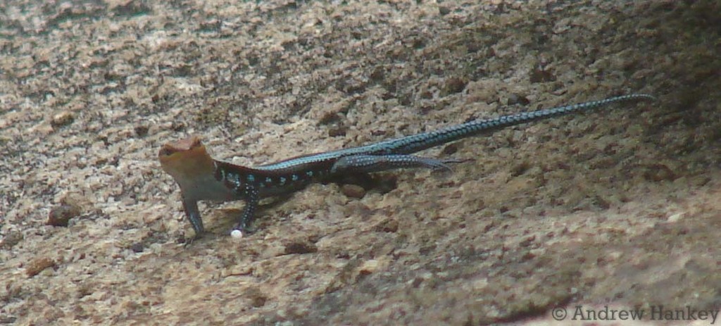 Angolan Blue-tailed Skink