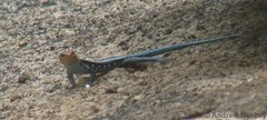 Trachylepis laevis