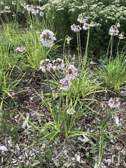 Allium cernuum