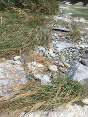 Calamagrostis pseudophragmites