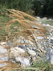 Calamagrostis pseudophragmites