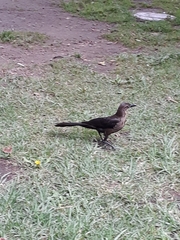 Quiscalus mexicanus