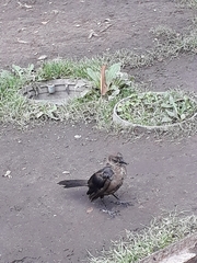 Quiscalus mexicanus