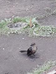 Quiscalus mexicanus