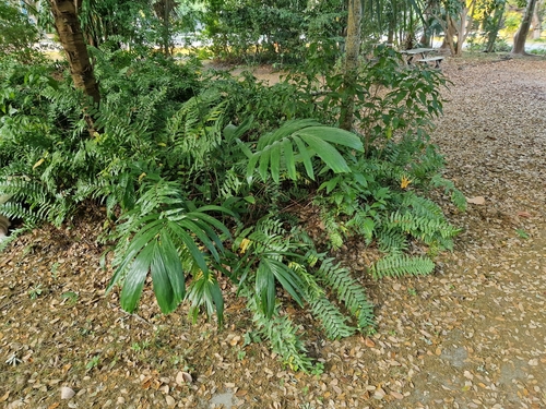 Ptychosperma elegans, photograph 3