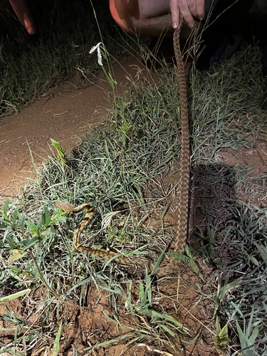 Brown Tree Snake sighting