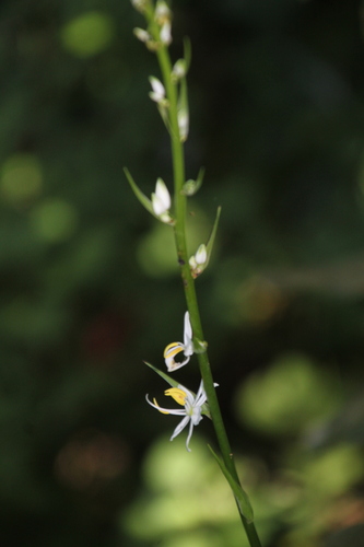 Chlorophytum krookianum, photograph 4