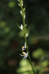 author not stated, no rights reserved Chlorophytum krookianum, photograph author not stated, no rights reserved