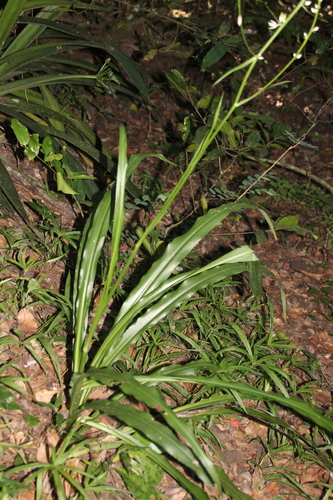 Chlorophytum krookianum, photograph 1