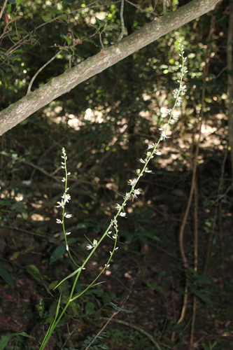 Chlorophytum krookianum, photograph 2