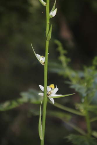 Chlorophytum krookianum, photograph 5