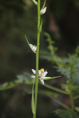 author not stated, no rights reserved Chlorophytum krookianum, photograph author not stated, no rights reserved