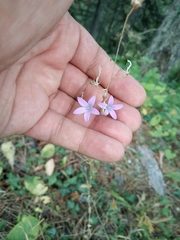 Campanula sparsa sphaerothrix