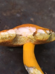 Aureoboletus auriflammeus