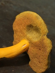 Aureoboletus auriflammeus