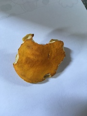 Aureoboletus auriflammeus