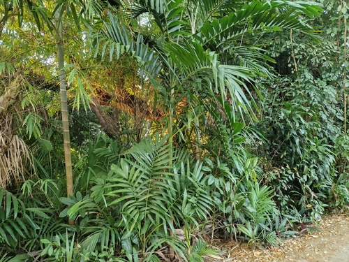 Ptychosperma elegans, photograph 2