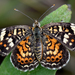 Phyciodes picta - Photo (c) Steven Mlodinow, alguns direitos reservados (CC BY-NC), uploaded by Steven Mlodinow