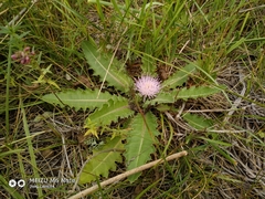 Cirsium acaule esculentum