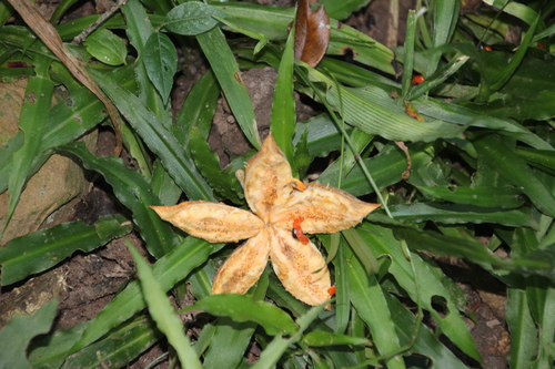 Xylotheca kraussiana, photograph 5