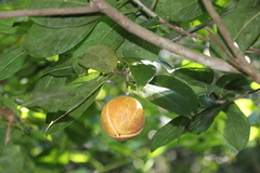 Xylotheca kraussiana, photograph author not stated, no rights reserved