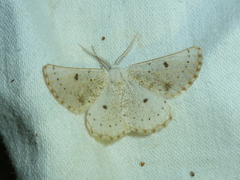 Dyscia govii