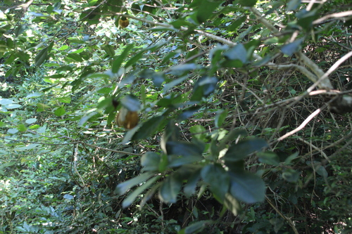 Xylotheca kraussiana, photograph 6