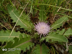 Cirsium acaule esculentum