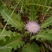 Dwarf Thistle - Photo (c) ruslan, some rights reserved (CC BY-NC), uploaded by ruslan