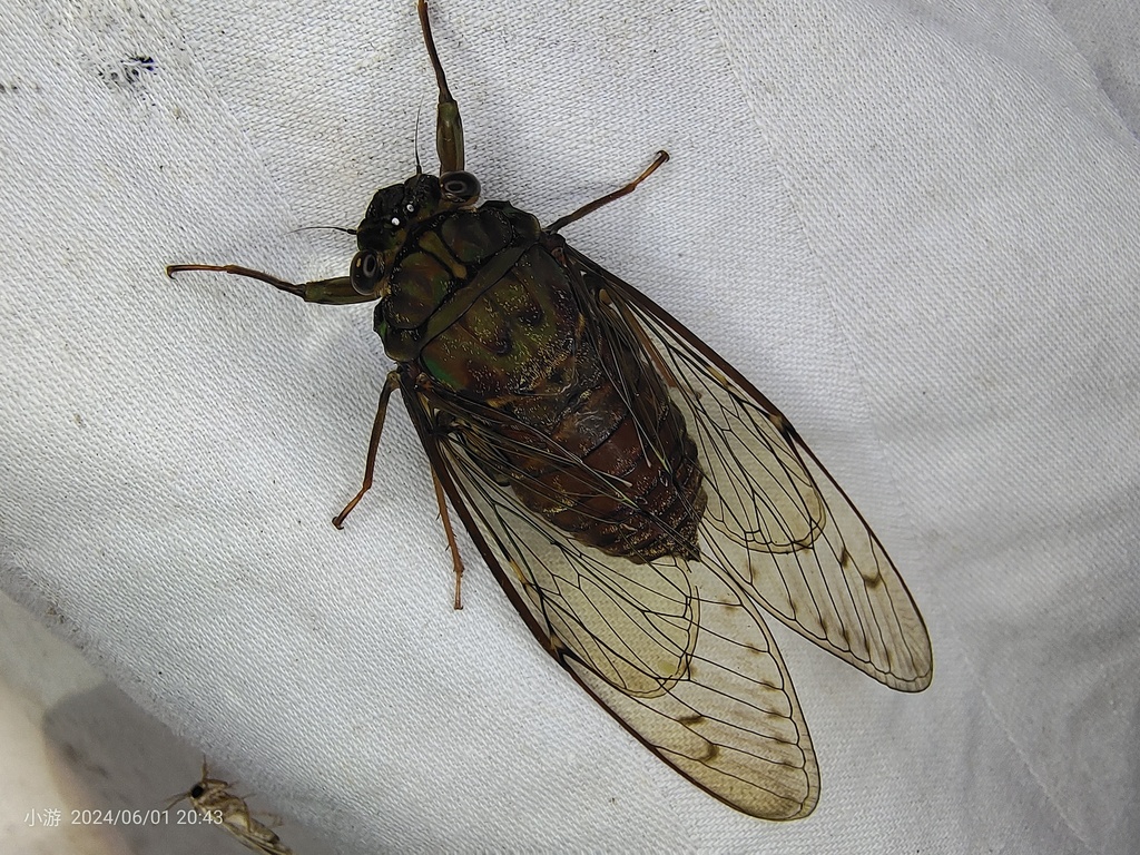Leptopsaltriina