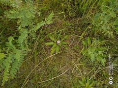 Cirsium acaule esculentum