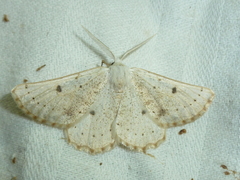 Dyscia govii
