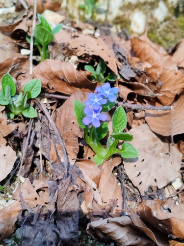 Image of Omphalodes verna by (c) Ljaž, some rights reserved (CC BY)