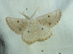 Dyscia govii