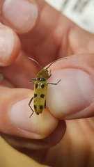 Chlorophorus glabromaculatus