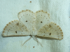 Dyscia govii