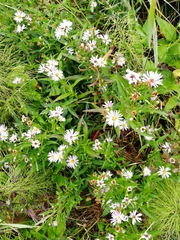 Aster amellus