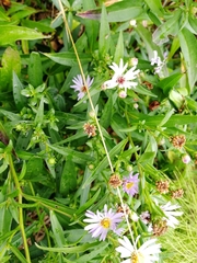Aster amellus